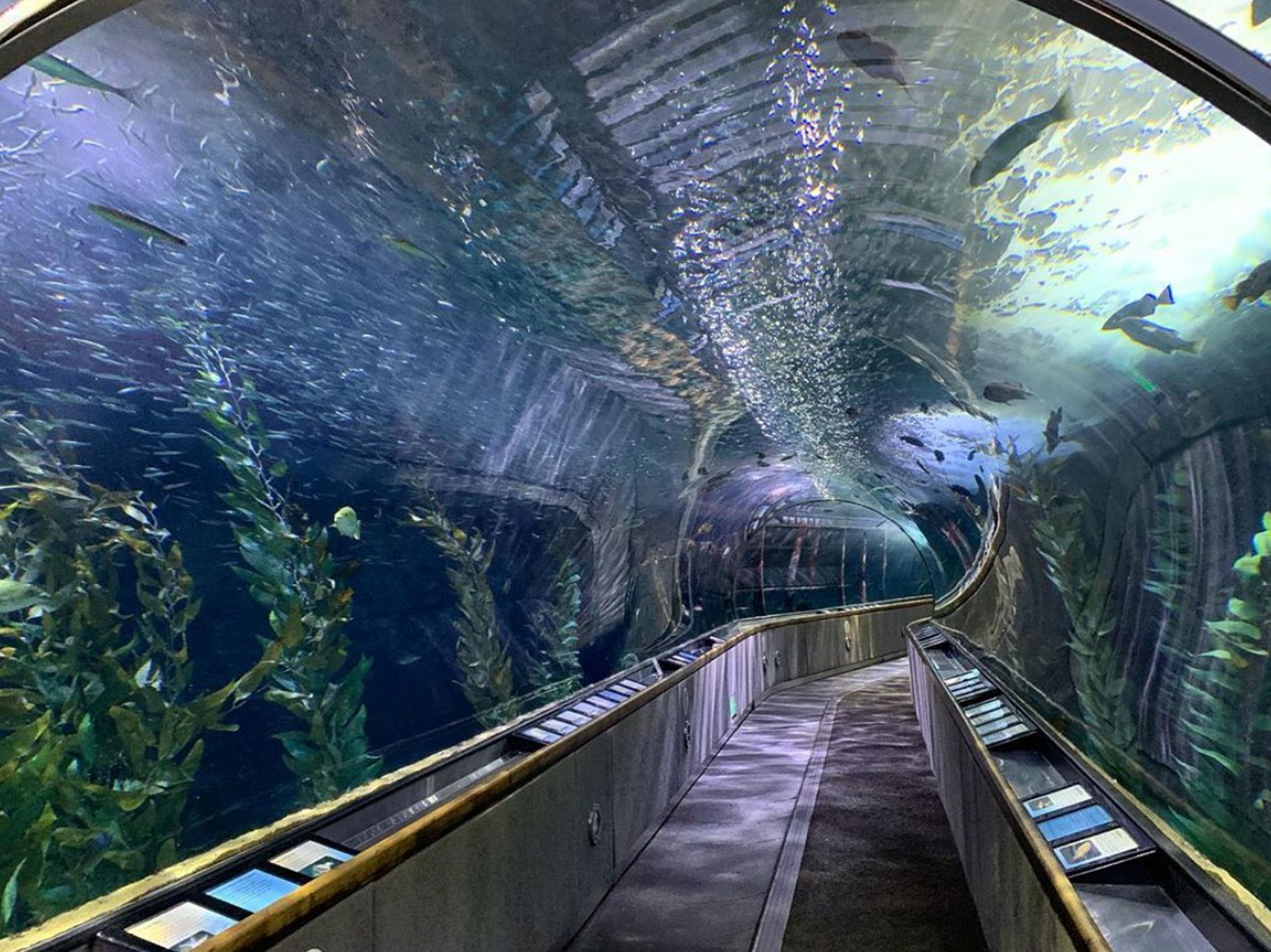 Aquarium of the Bay Entire Aquarium with classic glass tunnels